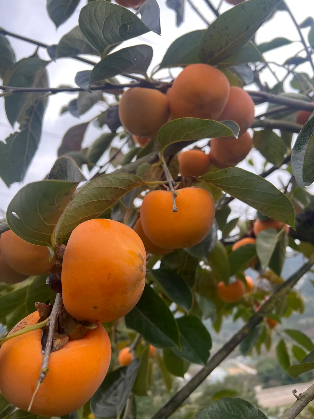 🟡Datolyaszilva magok